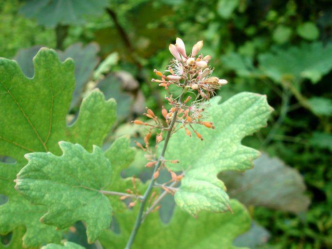 Macleaya cordata extract (1)