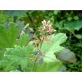 ISO9001 Hot Sale Hot Sale MacLeaya Cordata Extrato em pó