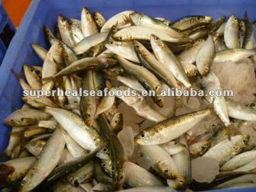Sardine fish