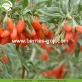 Approvisionnement en usine fruits en vrac A Baies de Goji de qualité