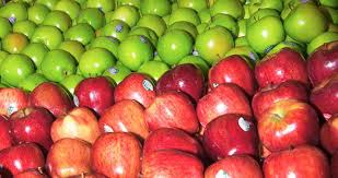 cuarto frío de manzana apple cold room