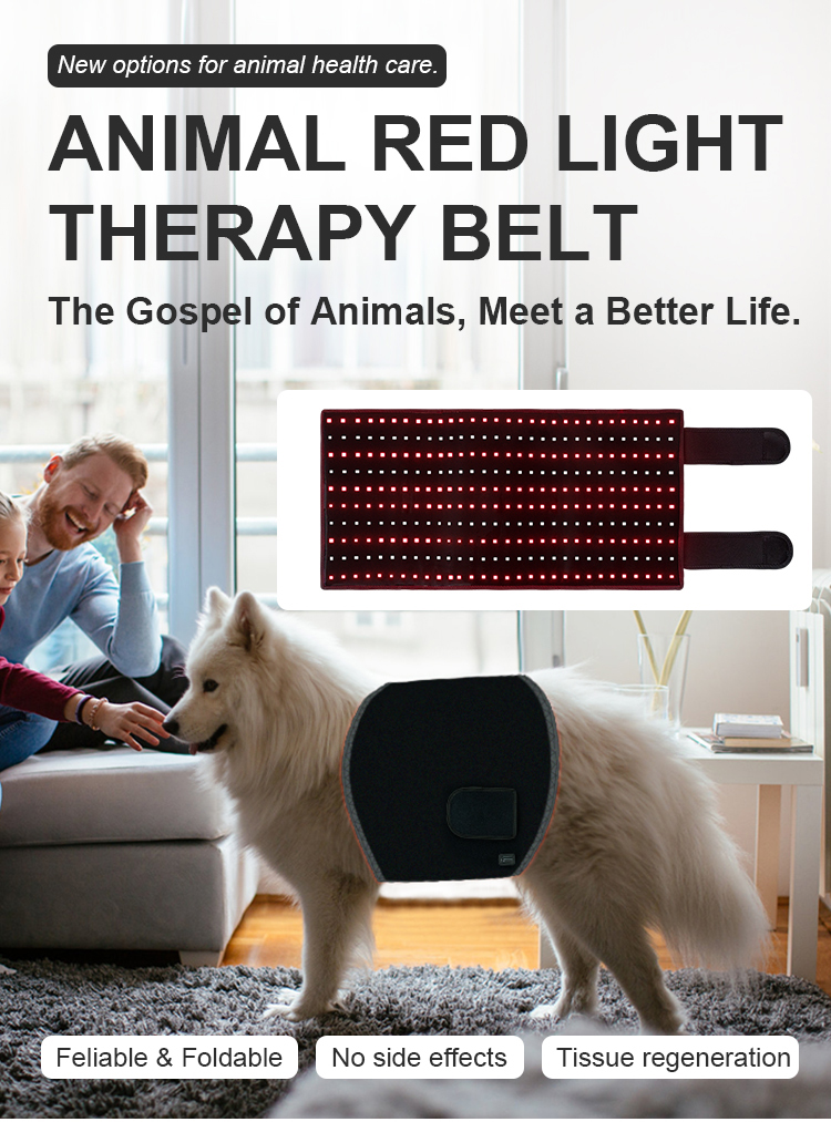 Bärbara och enkla drivna djur använder rött ljusbältesenhet 660 nm 850 nm rött infraröd bälte prisvärd LED -terapi ljus