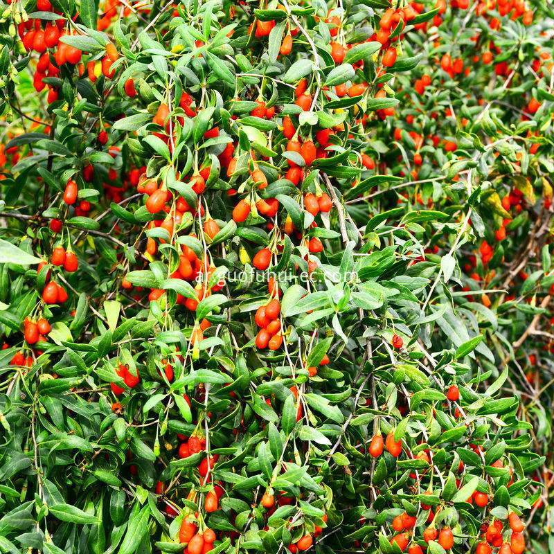 العضوية الأحمر غوجي بيري 370 المواصفات Organic Red Goji Berry 370 Specifications