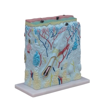 DARHMMY Enlarged Human Skin Anatomical Model for Medical Education