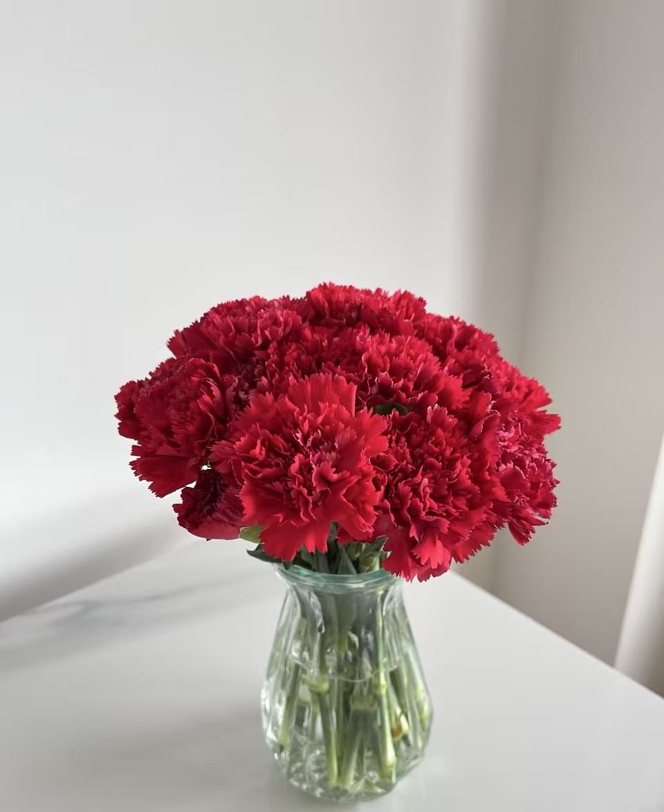একমুখী লাল কার্নেশন Single-headed Red carnation