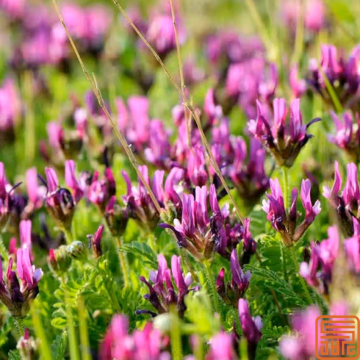 Astragalus Extract Astragaloside 50% Powder