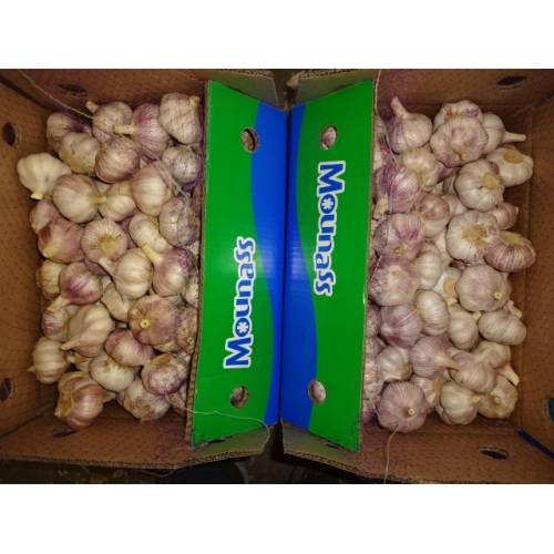 Normal White Garlic Price 2020