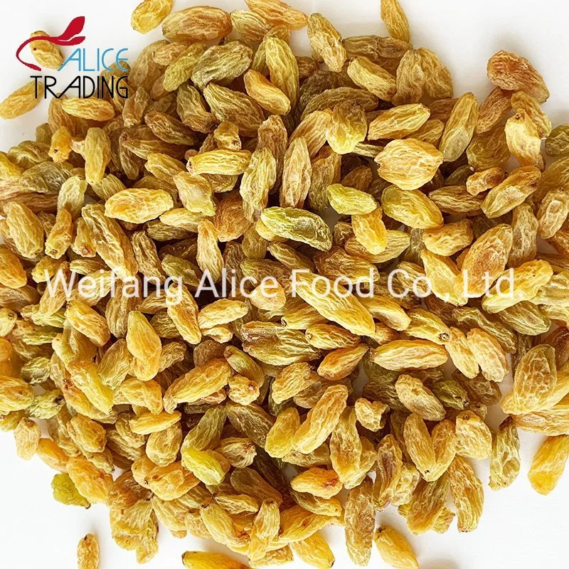 Good Price Natural Drying Good Price Yellow Raisin Golden Raisin