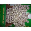 Hot Sale Normal White Garlic Fresh 2019