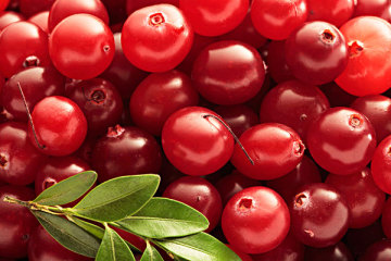 cranberry extract/vaccinium macrocarponl extract with 1-25% Anthocyanidin