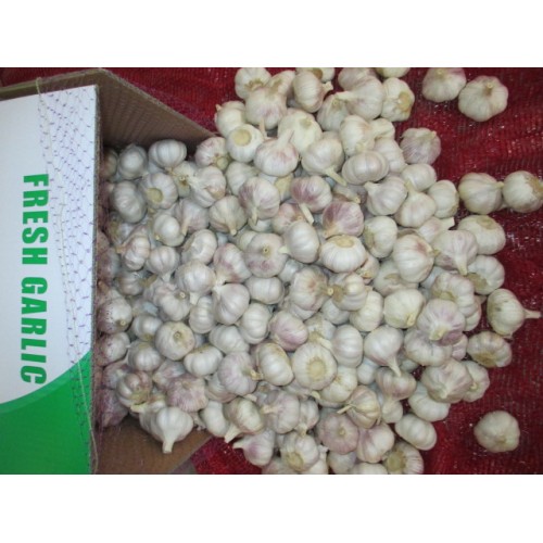 Buy Fresh White Garlic 2020