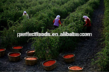 Ningxia wolfberry supplier