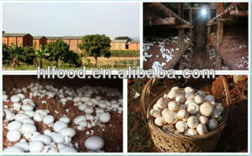 Whole Mushroom in Brine in Drum
