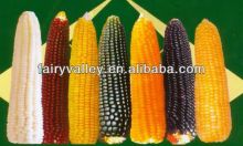 High Yield Hybrid F1 Bulk Yellow/White/Black/Purple Field Corn Seed For Sale
