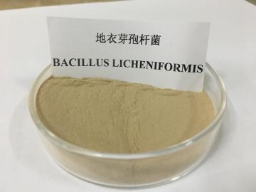 Animal Feed Additives Aquaculture/ Shrimp/Fish Probiotics Organic Bacillus Licheniformis (microbial preparations)