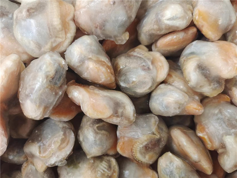 Owoce morza Świeże mrożone małże mięso zamrażanie pulchny Clam
