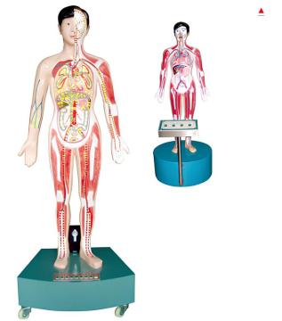 Demonstration model of drug abuse harm to human body