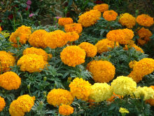 Chinese Best Hybrid marigold seeds For Gardening