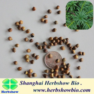 High quality yew seeds for sale