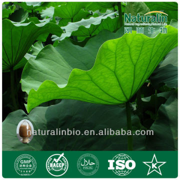 Natural Lotus Leaf Extract 1%-98% Nuciferine