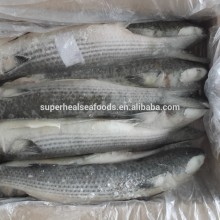 Chinese Supplier Of Frozen Grey Mullet Fish On Sale