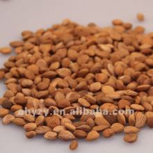 High Nutritive Value Bitter Apricot Almond