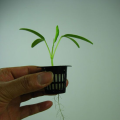 Hydroponic Grow Systems Plast Engraftment Basket