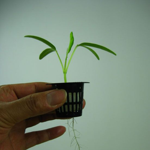 Hidropônico Grow Systems Plastic Engraftment Basket