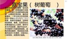 Jaboticaba Seeds Jabuticaba Guapuru Hivapuru Sabara Ybapuru Brazilian Grape Tree Seeds For Growing