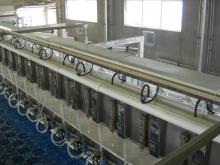 dairy cow feedng parlor