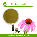 Extrait d'Echinacea Purpurea Echinacoside 4% Prix de la poudre