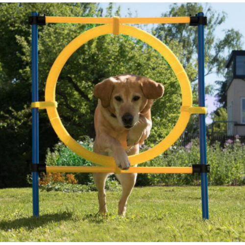 Equipo de entrenamiento de ejercicios de agilidad para perros