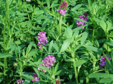 Alfalfa medicago sativa