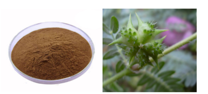 Tribulus terrestris Extract