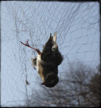 anti bird Net