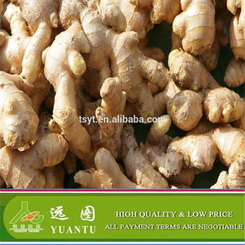 Fresh Ginger, Ginger From Manufacture, Good Quality