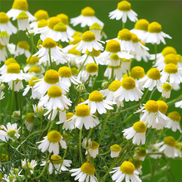 High Quality Natural Chamomile Essential Oil