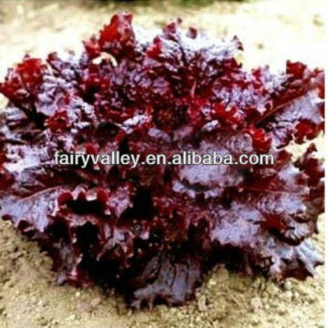 Purple Leaf Lettuce Seeds For Cultivation
