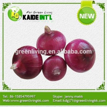 High Quality New Crop Fresh Red Onions