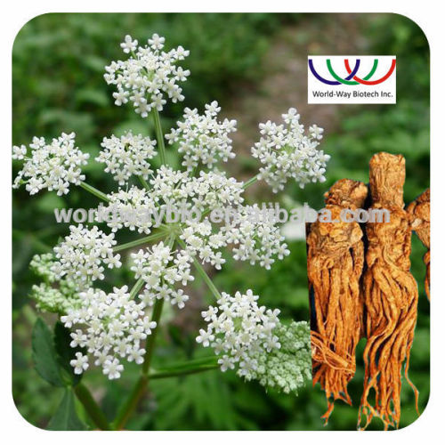 Free sample !Chinese pure natural angelica extract HPLC LIG ligustilide angelica sinensis extract
