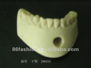 plastic human teeth model medical model