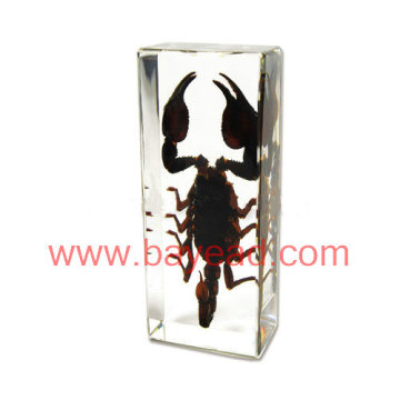 Supply Real Scorpion Amber lucite Paperweight for gift