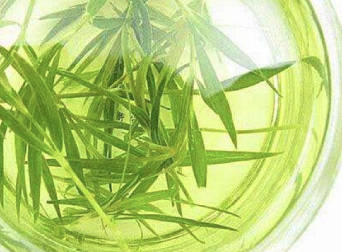 مسحوق مستخلص اللوفاثروم الطبيعي Natural Lophatherum Extract Powder