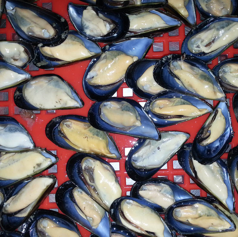 Zamrożone gotowane półkłaski małże online