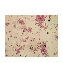 Microbiology Slides FRT2003: Bacteria Smear Specimens for Pathogenic Biology and Immunology Lab
