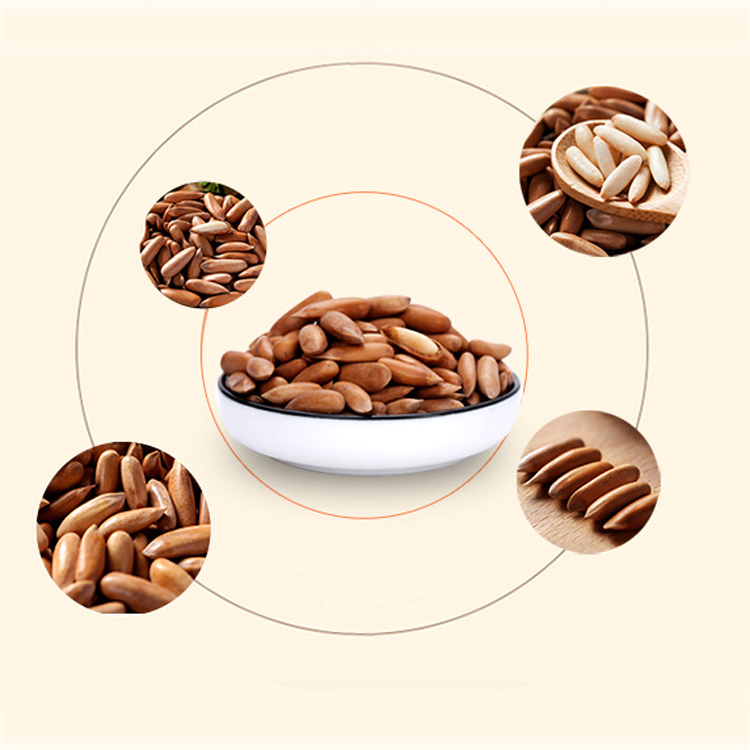 High Quality Natural Pine Nut Pakistan Pine Nuts