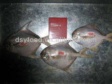 white pomfret fish