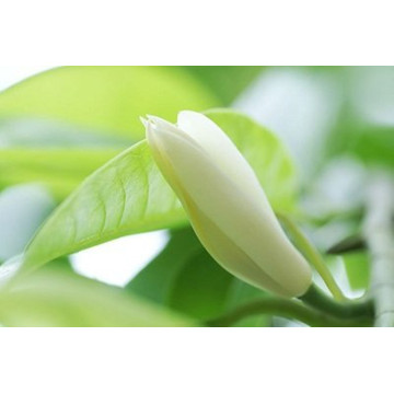 Pure Natural Michelia Alba Flower Oil