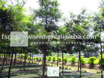 Grevillea robusta outdoor plants
