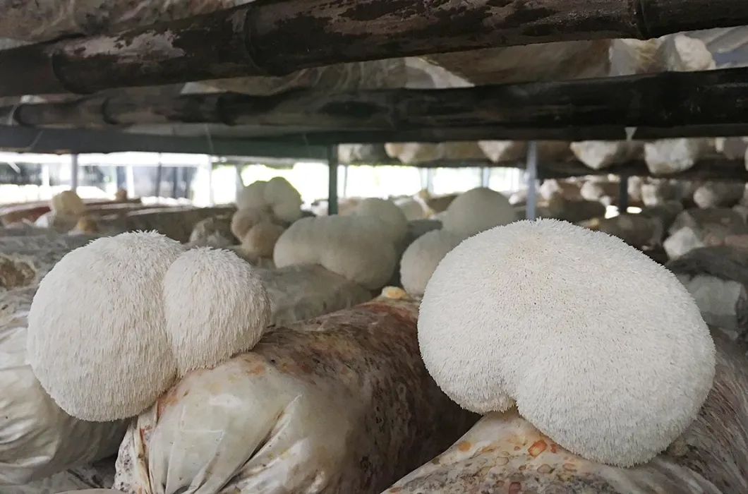 Dried Mushroom Lion's Mane Mushroom Hericium Erinaceus